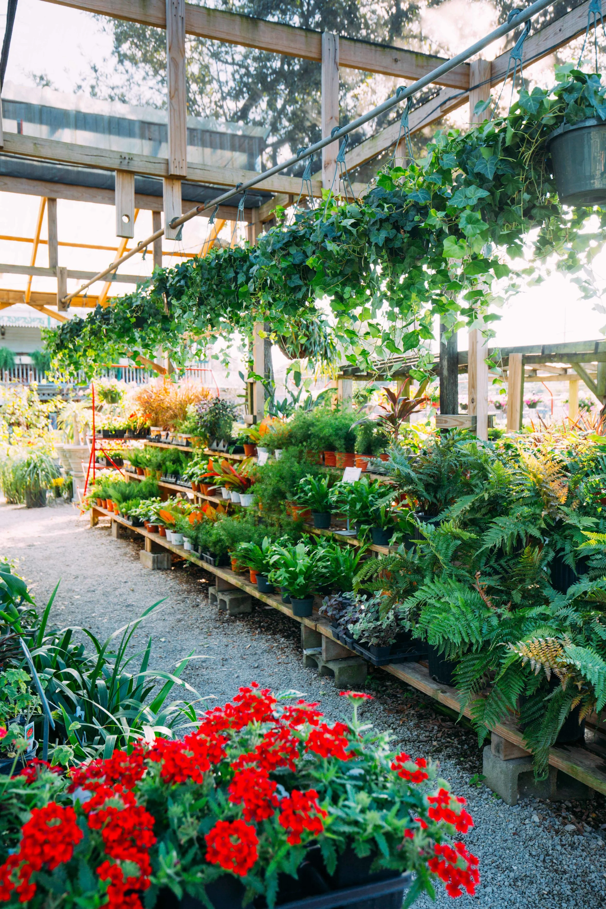My Favorite Plant Shop in New Orleans • Harold's — OLD BRAND NEW